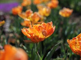 Tulipán plnokvětý raný 'Orca' - Tulipa Double Early 'Orca'