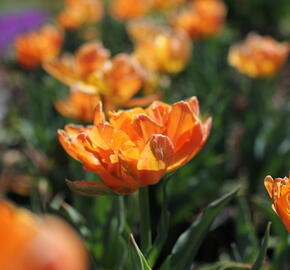 Tulipán plnokvětý raný 'Orca' - Tulipa Double Early 'Orca'