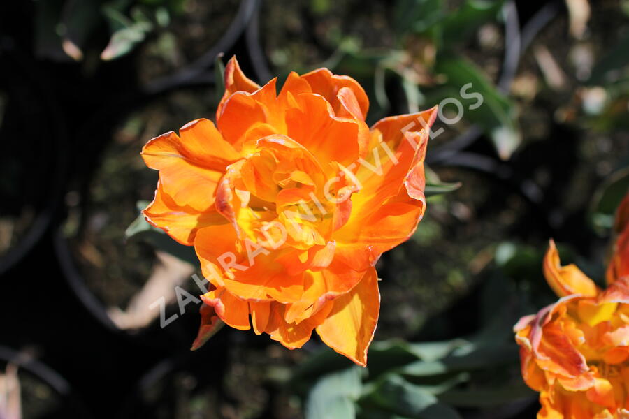 Tulipán plnokvětý raný 'Orca' - Tulipa Double Early 'Orca'