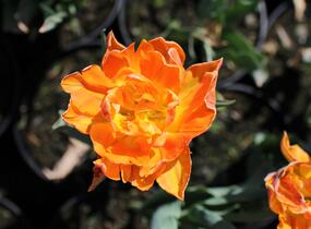 Tulipán plnokvětý raný 'Orca' - Tulipa Double Early 'Orca'