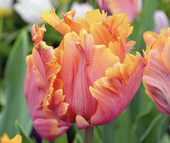 Tulipán papouškovitý 'Amazing Parrot' - Tulipa Parrot 'Amazing Parrot'