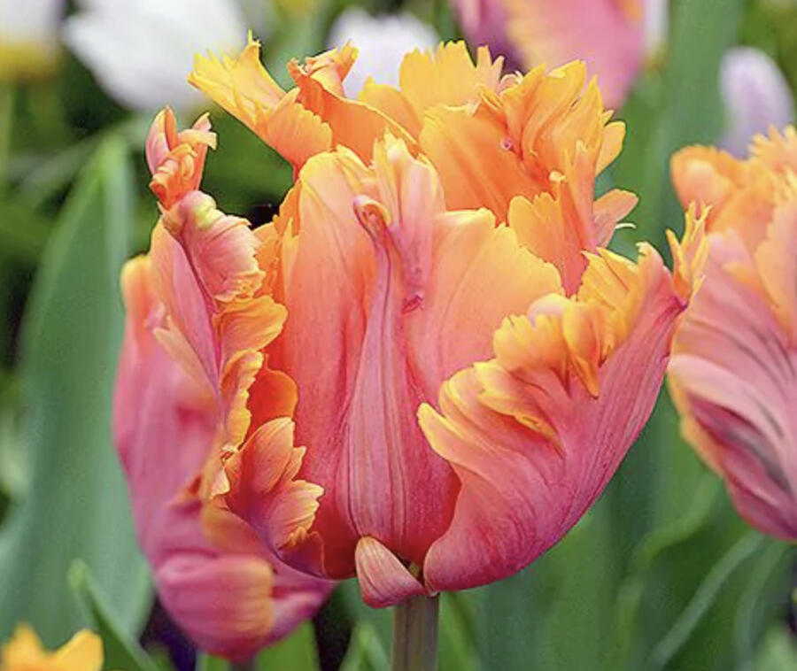 Tulipán papouškovitý 'Amazing Parrot' - Tulipa Parrot 'Amazing Parrot'