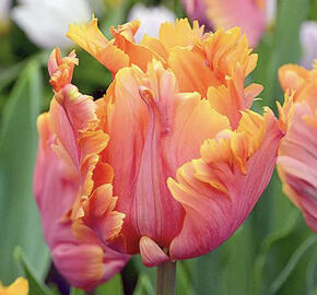 Tulipán papouškovitý 'Amazing Parrot'