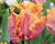 Tulipán papouškovitý 'Amazing Parrot'