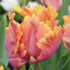 Tulipa Parrot 'Amazing Parrot'.png