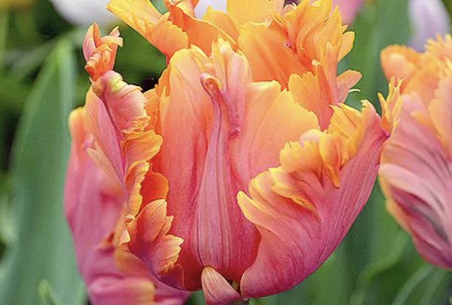 Tulipán papouškovitý 'Amazing Parrot' - Tulipa Parrot 'Amazing Parrot'