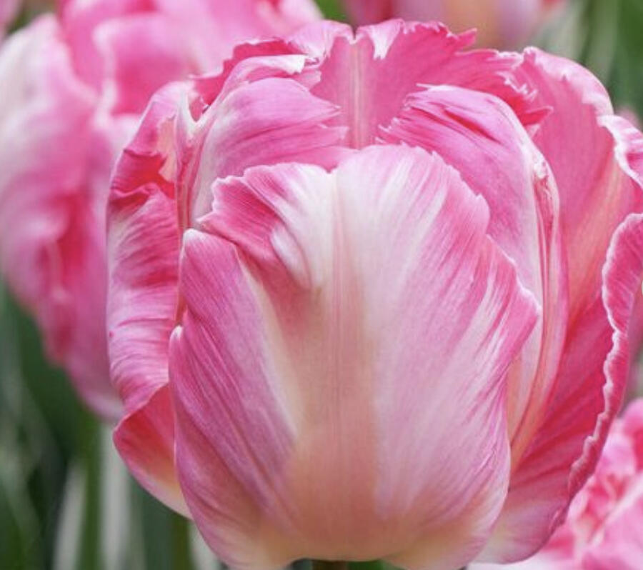 Tulipán papouškovitý 'Elsenburg' - Tulipa Parrot 'Elsenburg'