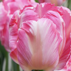 Tulipán papouškovitý 'Elsenburg' - Tulipa Parrot 'Elsenburg'
