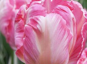 Tulipán papouškovitý 'Elsenburg' - Tulipa Parrot 'Elsenburg'