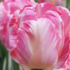 Tulipa Parrot 'Elsenburg'.png