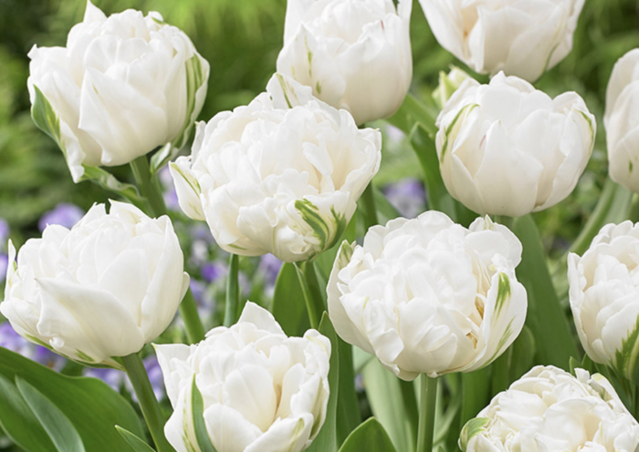 Tulipán plnokvětý pozdní 'Mount Tacoma' - Tulipa Double Late 'Mount Tacoma'