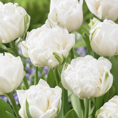 Tulipán plnokvětý pozdní 'Mount Tacoma' - Tulipa Double Late 'Mount Tacoma'