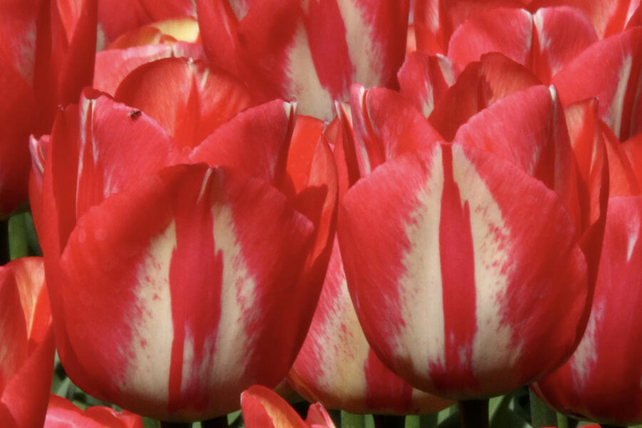 Tulipán Triumph 'Spryng Break' - Tulipa Triumph 'Spryng Break'