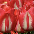 Tulipán Triumph 'Spryng Break' - Tulipa Triumph 'Spryng Break'