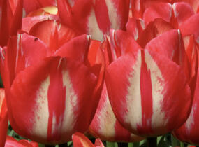 Tulipán Triumph 'Spryng Break' - Tulipa Triumph 'Spryng Break'