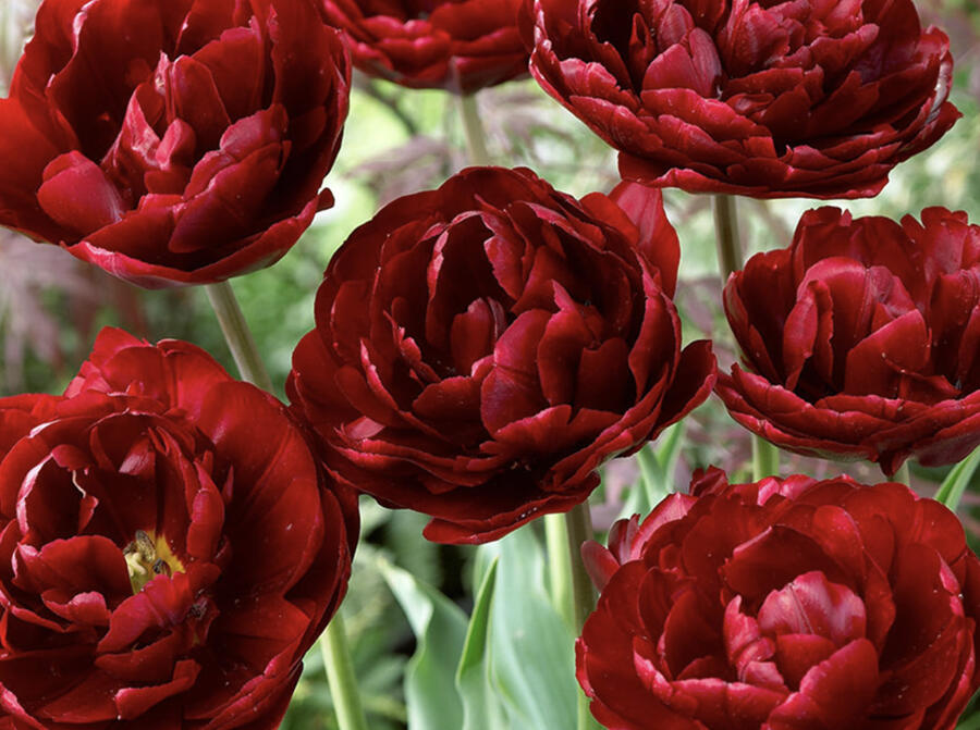 Tulipán plnokvětý pozdní 'Uncle Tom' - Tulipa Double Late 'Uncle Tom'