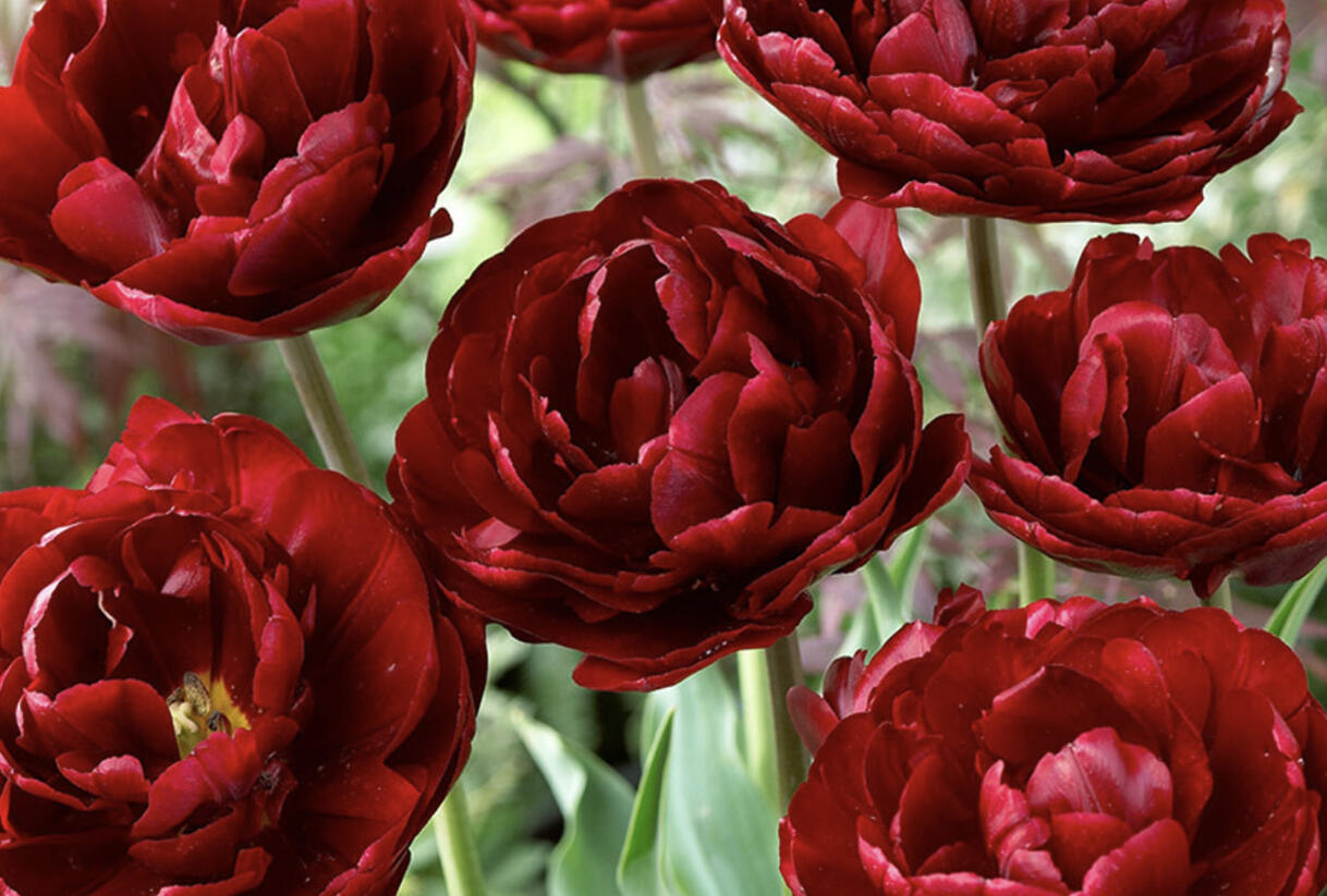 Tulipán plnokvětý pozdní 'Uncle Tom' - Tulipa Double Late 'Uncle Tom'