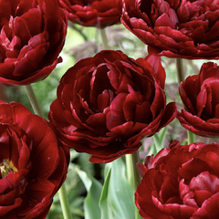 Tulipán plnokvětý pozdní 'Uncle Tom' - Tulipa Double Late 'Uncle Tom'