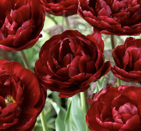 Tulipán plnokvětý pozdní 'Uncle Tom' - Tulipa Double Late 'Uncle Tom'