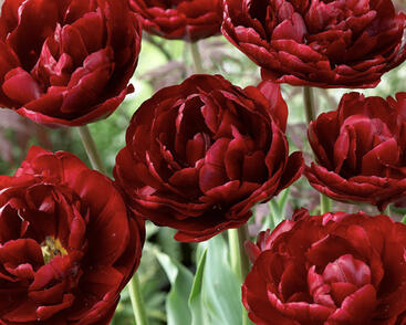 Tulipán plnokvětý pozdní 'Uncle Tom'