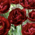 Tulipa 'Uncle Tom'.png