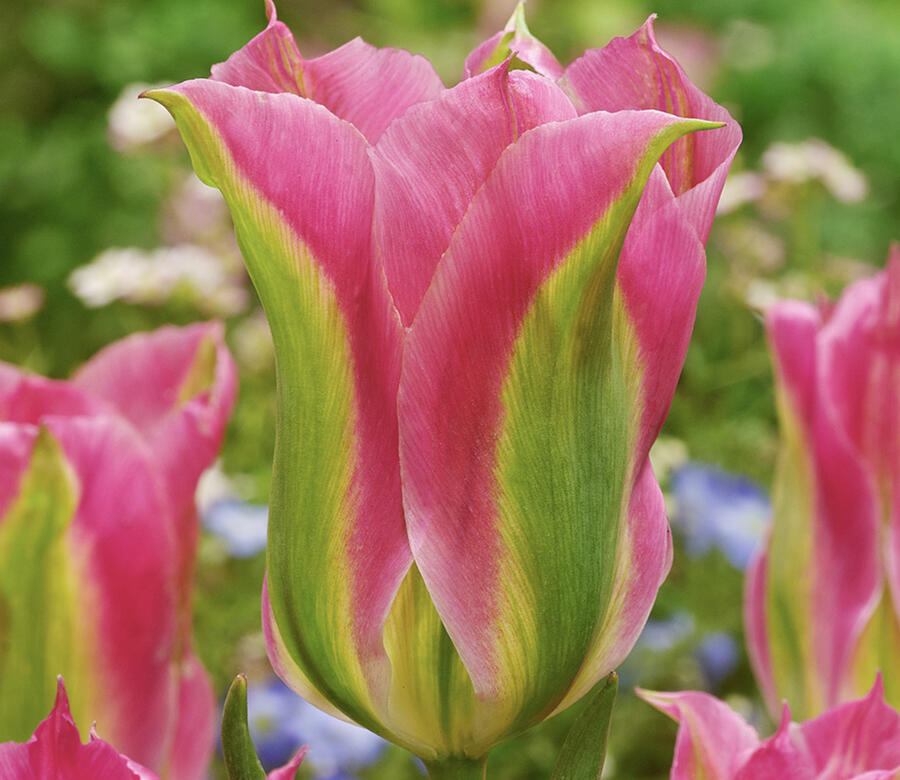 Tulipán zelenokvětý 'Virichic' - Tulipa Viridiflora 'Virichic'