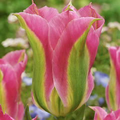 Tulipán zelenokvětý 'Virichic' - Tulipa Viridiflora 'Virichic'