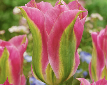 Tulipán zelenokvětý 'Virichic'