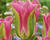 Tulipán zelenokvětý 'Virichic'
