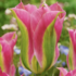 Tulipa Viridiflora 'Virichic'.png