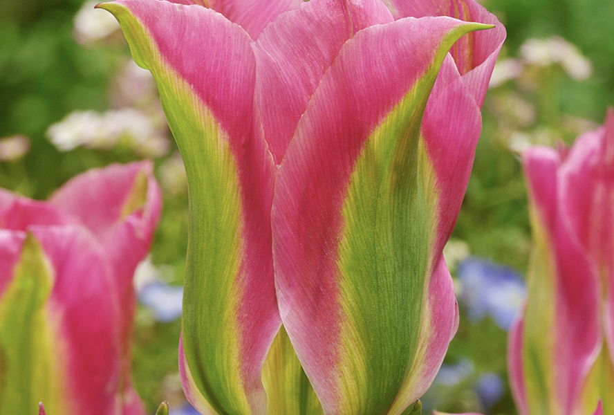 Tulipán zelenokvětý 'Virichic' - Tulipa Viridiflora 'Virichic'