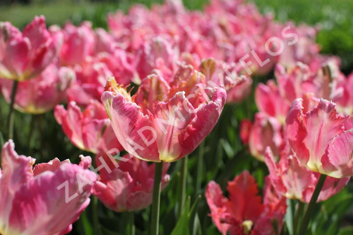 Tulipán papouškovitý 'Apricot Parrot' - Tulipa Parrot 'Apricot Parrot'