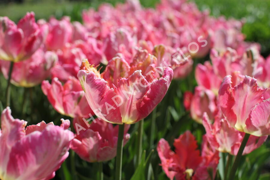 Tulipán papouškovitý 'Apricot Parrot' - Tulipa Parrot 'Apricot Parrot'