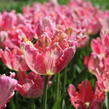 Tulipán papouškovitý 'Apricot Parrot' - Tulipa Parrot 'Apricot Parrot'