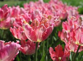 Tulipán papouškovitý 'Apricot Parrot' - Tulipa Parrot 'Apricot Parrot'