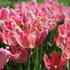 Tulipa Parrot 'Apricot Parrot' (1).JPG