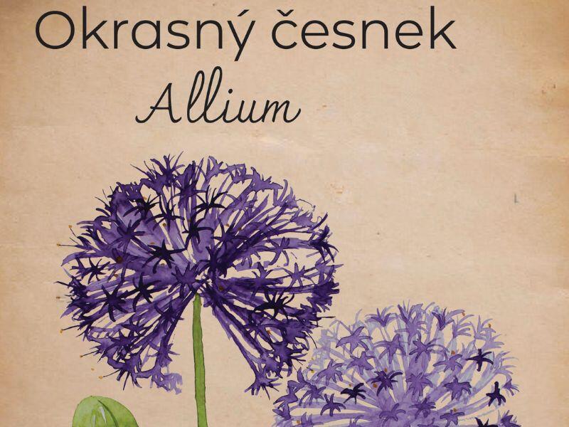 Okrasný česnek newsletter 1