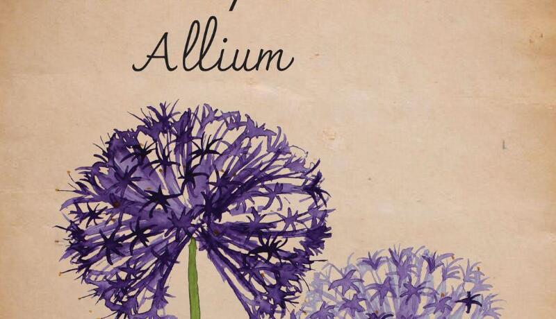 Okrasný česnek newsletter 1