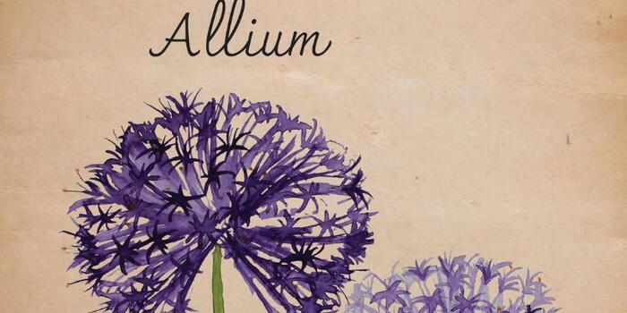 Okrasný česnek newsletter 1