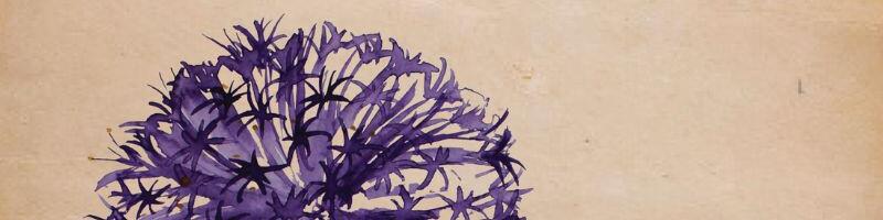 Okrasný česnek newsletter 1