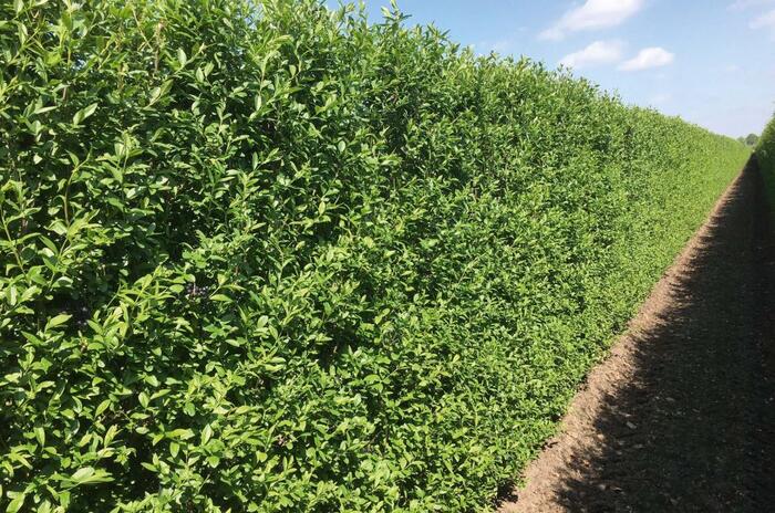 Ptačí zob obecný 'Atrovirens' - předpěstovaný živý plot - Ligustrum vulgare 'Atrovirens' - předpěstovaný živý plot