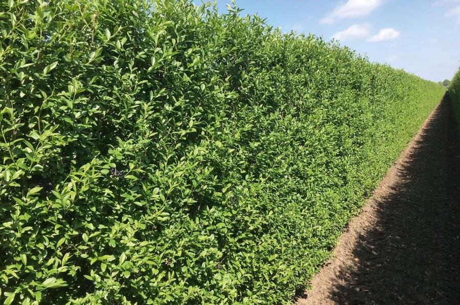 Ptačí zob obecný 'Atrovirens' - předpěstovaný živý plot - Ligustrum vulgare 'Atrovirens' - předpěstovaný živý plot