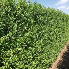 Ptačí zob obecný 'Atrovirens' - předpěstovaný živý plot - Ligustrum vulgare 'Atrovirens' - předpěstovaný živý plot