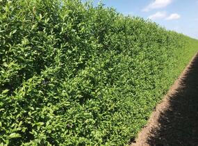 Ptačí zob obecný 'Atrovirens' - předpěstovaný živý plot - Ligustrum vulgare 'Atrovirens' - předpěstovaný živý plot