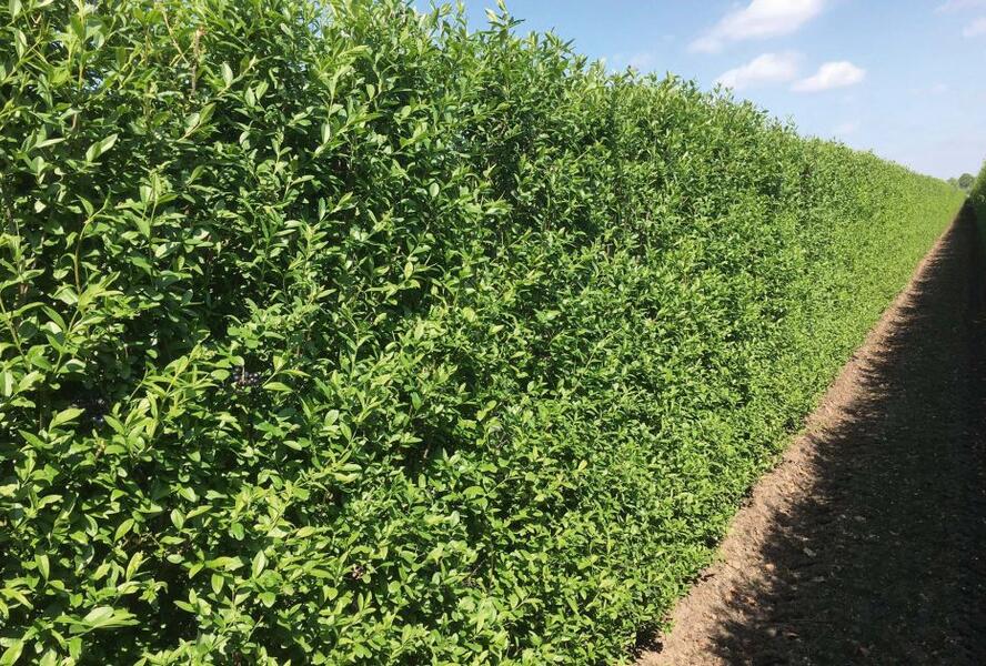 Ptačí zob obecný 'Atrovirens' - předpěstovaný živý plot - Ligustrum vulgare 'Atrovirens' - předpěstovaný živý plot