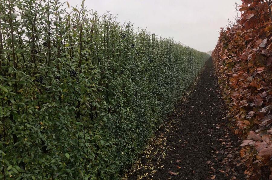 Ptačí zob obecný 'Atrovirens' - předpěstovaný živý plot - Ligustrum vulgare 'Atrovirens' - předpěstovaný živý plot