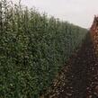 Ptačí zob obecný 'Atrovirens' - předpěstovaný živý plot - Ligustrum vulgare 'Atrovirens' - předpěstovaný živý plot
