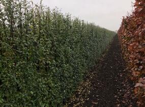 Ptačí zob obecný 'Atrovirens' - předpěstovaný živý plot - Ligustrum vulgare 'Atrovirens' - předpěstovaný živý plot