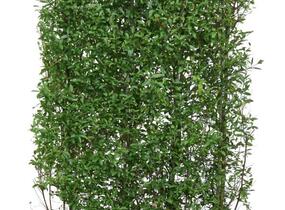 Ptačí zob obecný 'Atrovirens' - předpěstovaný živý plot - Ligustrum vulgare 'Atrovirens' - předpěstovaný živý plot