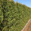Zerav, túje západní 'Smaragd' - předpěstovaný živý plot - Thuja occidentalis 'Smaragd' - předpěstovaný živý plot